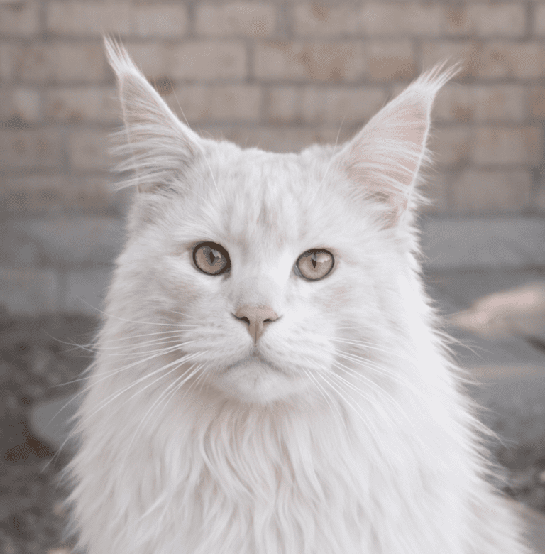 White long-haired cat with amber eyes