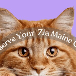 reserve your zia maine coon kitten