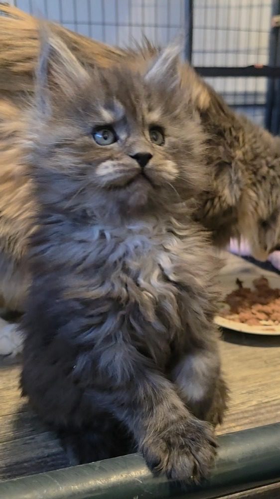 Fluffy gray kitten gazing beside food dish