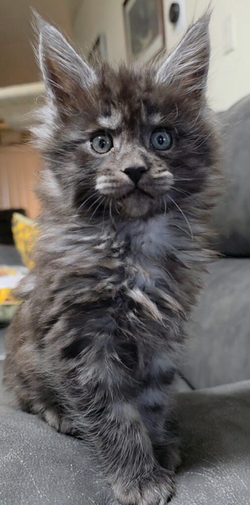 Fluffy gray Maine Coon kitten with tufted ears