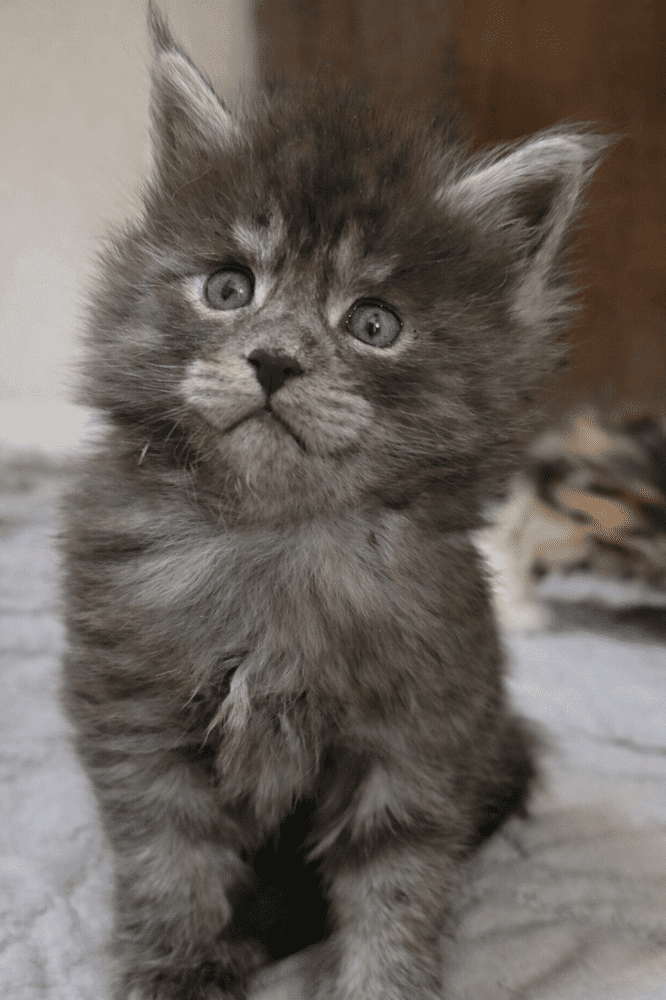 Fluffy gray kitten gazing upward