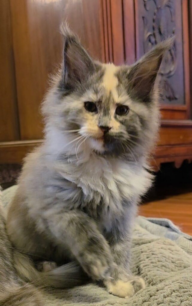 Fluffy gray and cream kitten on blanket
