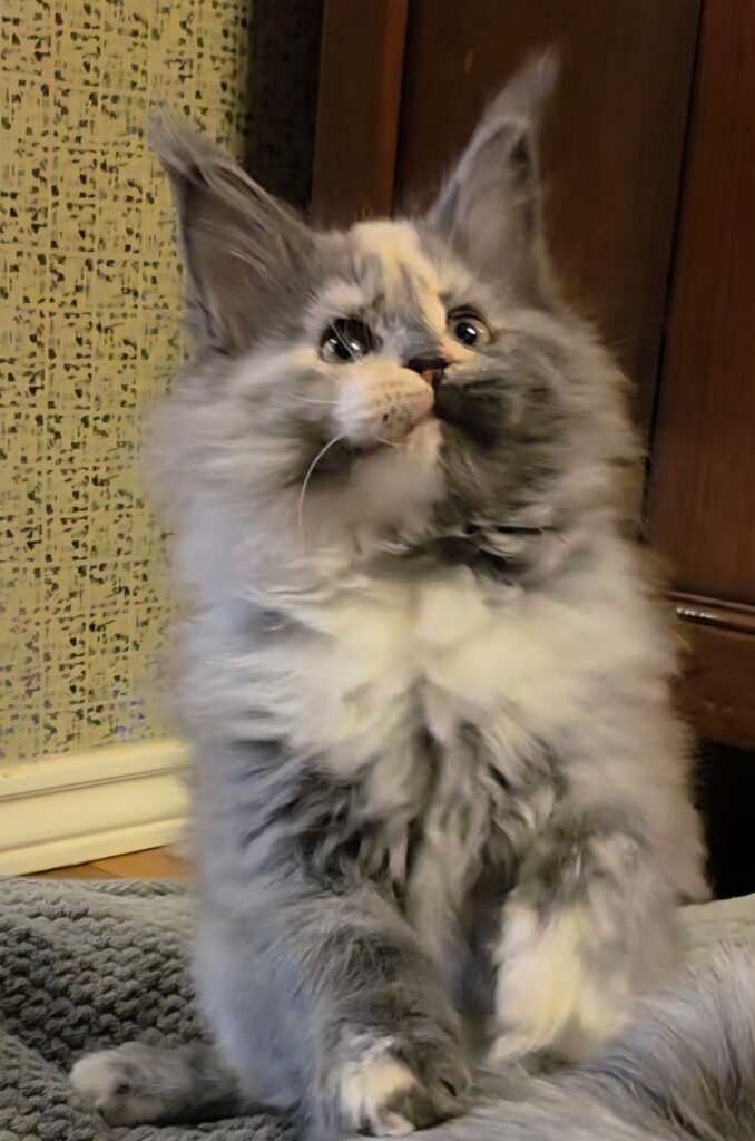Fluffy gray-and-cream long-haired kitten looking up