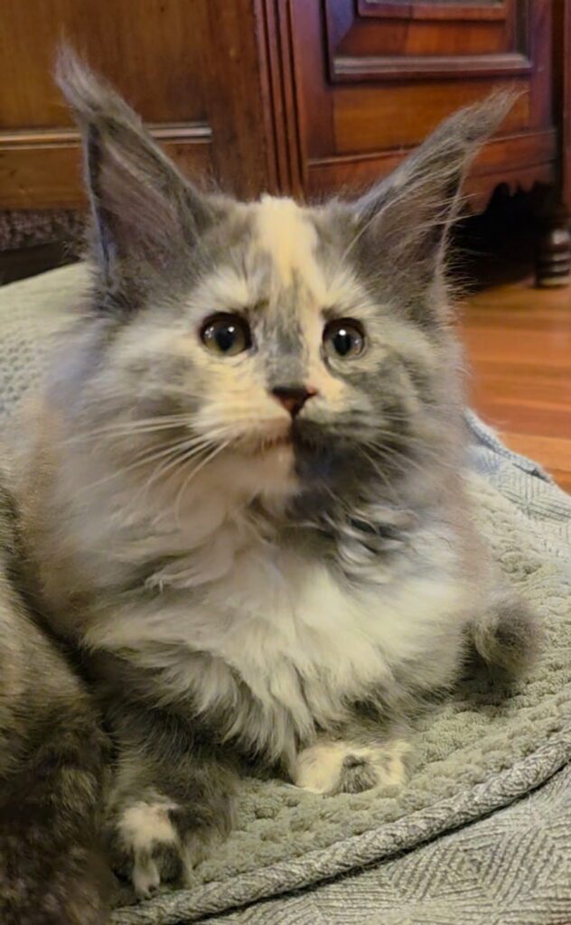Fluffy gray and cream kitten with tufted ears