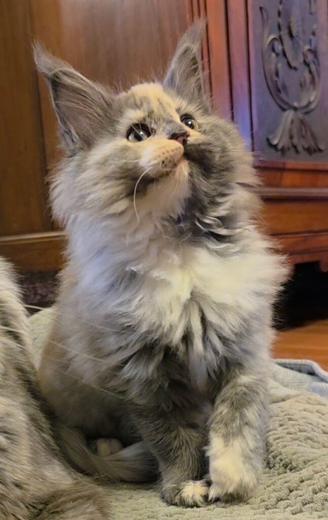 Fluffy long-haired kitten with cream patches looking up