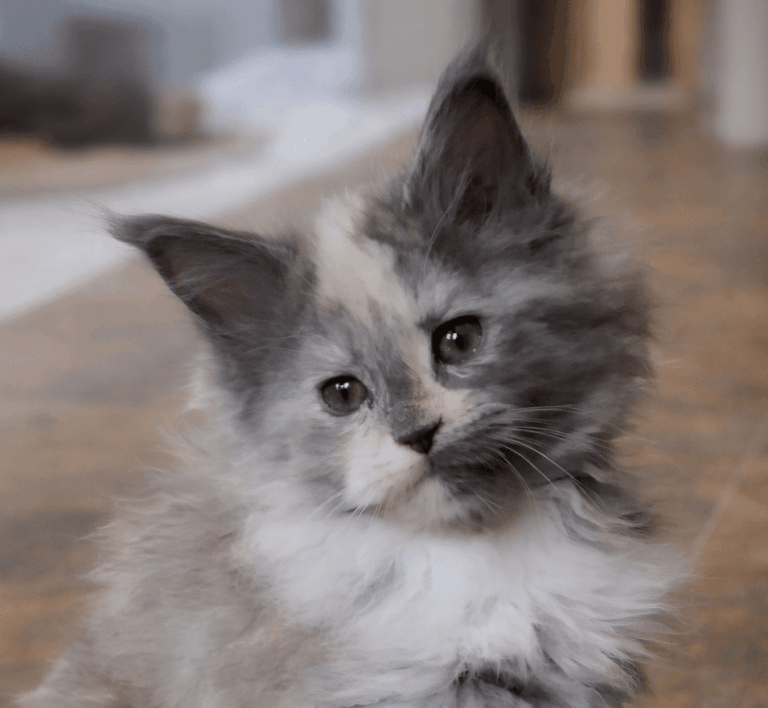 Fluffy grey and white kitten with tilted head