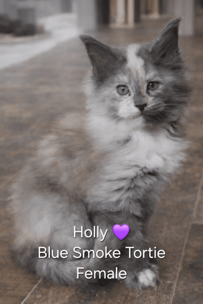 Fluffy blue-smoke tortie kitten on wooden floor
