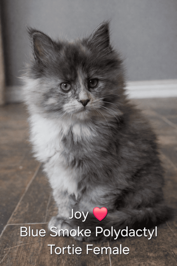 Fluffy blue smoke polydactyl tortie kitten