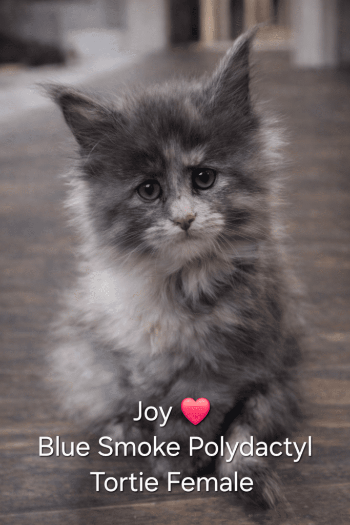 Fluffy blue-smoke polydactyl tortie kitten