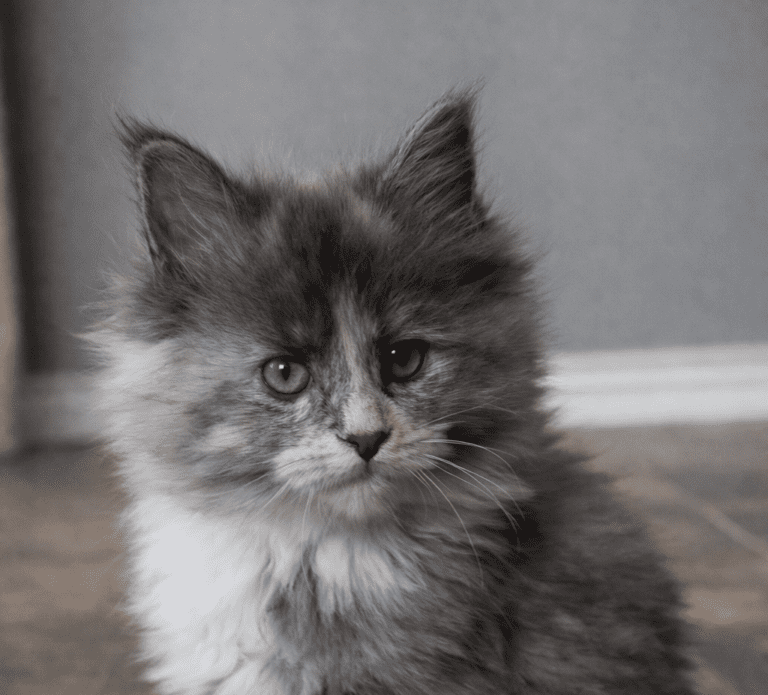 Fluffy gray-and-white kitten with curious eyes