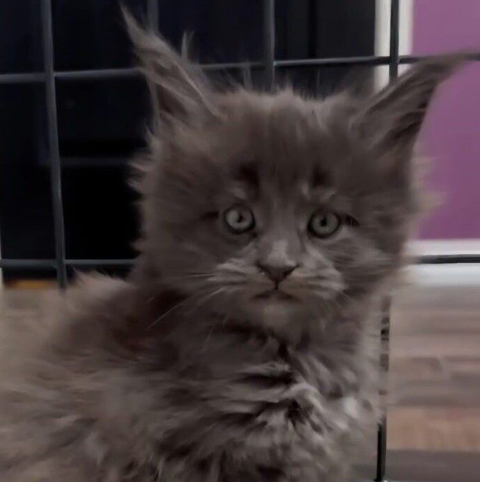 Fluffy gray kitten with tufted ears