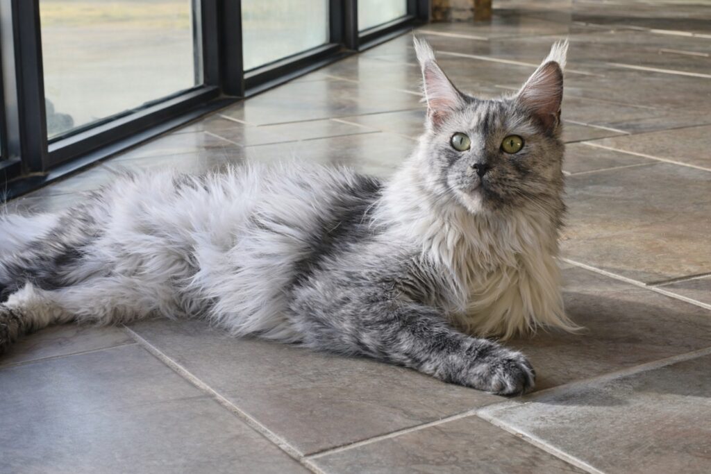 Long-haired gray Maine Coon cat lounging