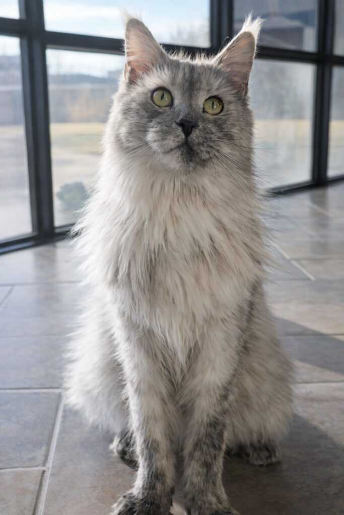 Sunlit fluffy grey long-haired cat by window