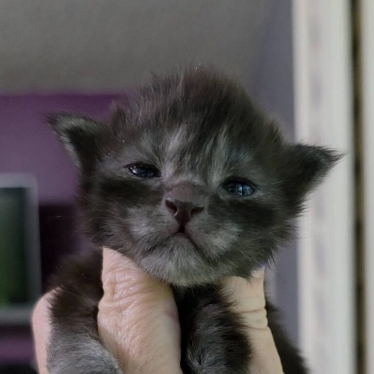 Paul